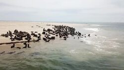 Drone aerial shots of sea lions on beach in Namibia News Clip