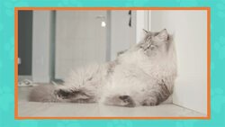 I WONDER - What Age Was The Oldest Cat In The World? Me Pregunto - Cuál Fue La Edad Del Gato Más Viejo Del Mundo? Instructional Video