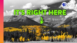 What's the Largest Living Thing On Earth? Instructional Video