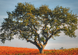 Ciclo vital del roble Instructional Video