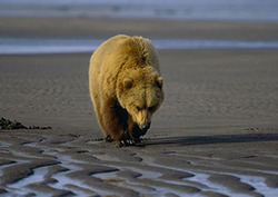 Oceans: The Intertidal Zone Instructional Video