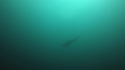 Under the sea Stock Footage