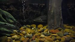 aquatic organisms Stock Footage