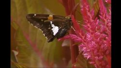 Geometry and Measurement: The visual patterns Instructional Video