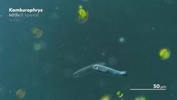 Microbes in Slow Motion Instructional Video