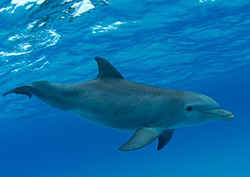 Echolocation Instructional Video