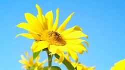 Sunflower rocking in the wind with a bee foraging on the bright yellow flower. Stock Footage