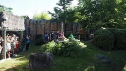 CLEAN : Star twin pandas eat their birthday cake in front of their fans at French zoo News Clip