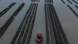 CLEAN : French oyster farm vies for UNESCO recognition News Clip