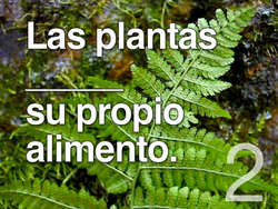 Plantas: video de evaluación Instructional Video