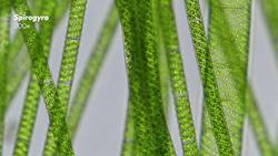 The Microscopic Circle of Life Instructional Video