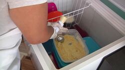 Cone or scoop: Guinea pig ice cream for sale in Ecuador Instructional Video