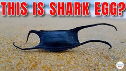 Why Do Shark Eggs Look So Weird? Instructional Video