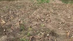 Field of harvested corn. There are cut hemp plants. Stock Footage