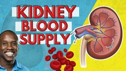 Kidney Blood Supply - Blood Flow to, Through, and Away from Kidneys Instructional Video