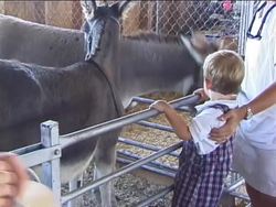 What Is a Mammal?: Video Review Instructional Video