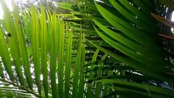 palm leaf Stock Footage