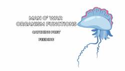 Sharks, Whales, and Piranhas: How Ocean Predators Balance Nature Instructional Video