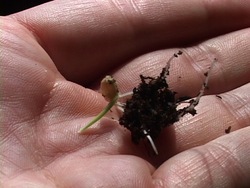 Los ciclos de los seres vivos: ciclo de la vida de las plantas Instructional Video