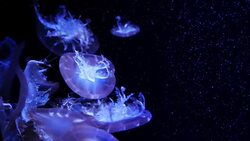 Close-up Jellyfish, Medusa in fish tank with neon light. Jellyfish is free-swimming marine coelenterate with a jellylike bell- or saucer-shaped body that is typically transparent. Stock Footage