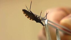 Beating Chagas Disease Instructional Video