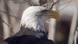 A Bald Eagle's Incredible Story of Recovery After a Severe Wing Injury Instructional Video
