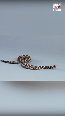 The plight of the Massasauga, Ontario's only venomous snake Instructional Video