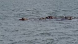 Hippos wading in the Zambezi River News Clip