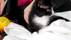 How to Make Sure Your Cat Isn't Bored Instructional Video