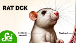 These Are The Worst Research Papers Of All Time Instructional Video