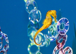 Seahorse Instructional Video
