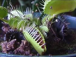 Exploring the Venus Flytrap and Plant Nutrition Instructional Video