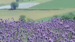 Flower field in Biei, Hokkaido, Japan Stock Footage