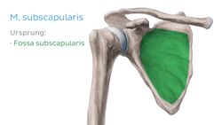 Musculus subscapularis Instructional Video