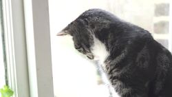 Coronavirus: Stock footage of cat as pet owners told to stay away News Clip