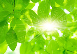 Photosynthesis: Converting Sunlight into Chemical Energy Instructional Video