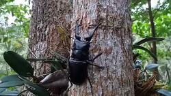 giraffe stag beetle Stock Footage