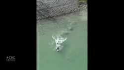 #TheMoment a man swam 510 km in the Yukon River without stopping News Clip