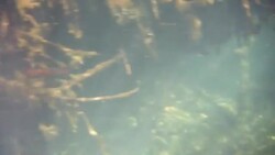 Underwater at Cenote in the Yucatán Peninsula, Mexico Stock Footage
