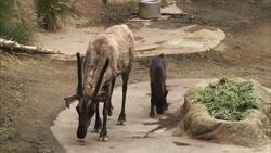 Adorable Baby Reindeer 'Pounce' Greets the World For the First Time Instructional Video