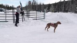 Skijoring is a treat for dog lovers and the sport is growing News Clip