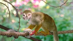 These Squirrel Monkeys and Star Trek Have a Lot in Common Instructional Video