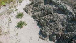 Fossil Hunting in the BADLANDS! Instructional Video