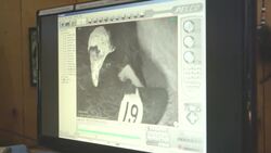 This New Hatch of Condor Chicks Is a Welcome Sign for Zookeepers Instructional Video