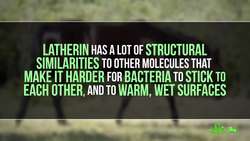 Dangerous Soaps: How Animals Use Surfactants Instructional Video