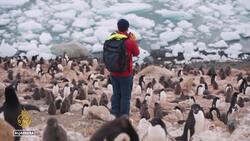 Antarctic sea is refuge against climate change for Adelie penguins: Report News Clip