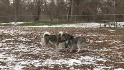 Taking a spring snowfall in stride News Clip