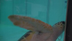 Turtle found cold stoned on beach in England released into the Ocean after rehab News Clip