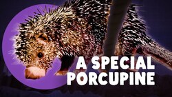 Not All Porcupines Are The Same Instructional Video