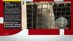 B.C. officials declare COVID-19 outbreak on mink farm News Clip